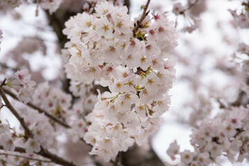 満開の桜