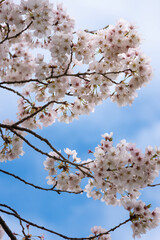 満開の桜