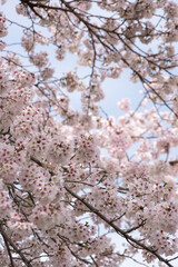 満開の桜