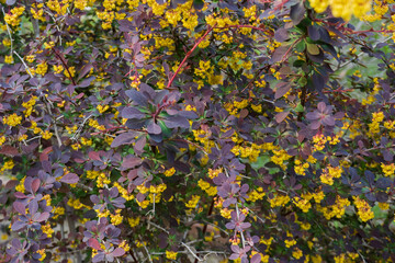 黄色い花が咲いたメギ（Berberis thunbergii ）／メギ科・4月