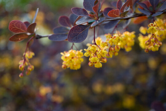 赤い葉が出た枝に黄色い花が下がるメギ Berberis Thunbergii メギ科 4月 Stock Photo Adobe Stock