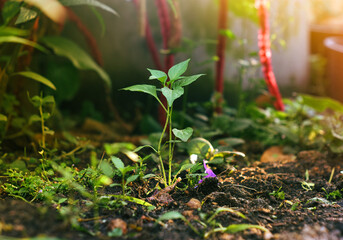 Green pepper saplings that flourish in the light early in the morning
