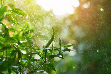 Fresh green chilli seeds on a chilli tree with a blurred background and morning sun in a chilli...