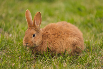 orange rabbit on the lawn grazes the grass