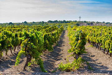 Fototapeta na wymiar Nero D'Avola wine vineyards in the south eastern Sicily countryside. 