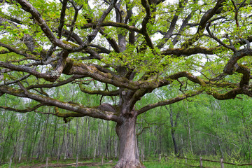 Oak tree in Notre-Dame forest. Ile-De-France region