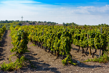 Nero D'Avola wine vineyards in the south eastern Sicily countryside.
