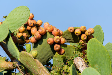 Close up on green prickly pears (Opuntia ficus indica) also known as Barbary fig, a species of...