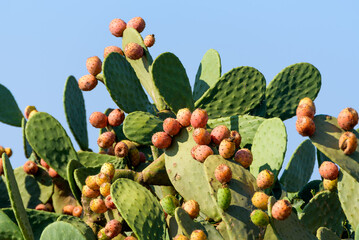 Close up on green prickly pears (Opuntia ficus indica) also known as Barbary fig, a species of...