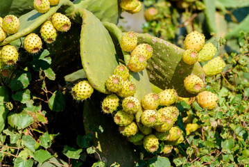 Close up on green prickly pears (Opuntia ficus indica) also known as Barbary fig, a species of cactus whose fruit have succulent flesh inside. Sicily.
