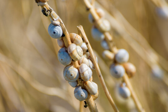 Cluster of snails stuck to a plant in the Sicilian countryside. Sicily, Italy.
