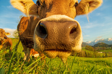 Kuh - lustig - Allgäu - Braunvieh - Alpen