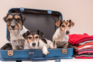 Vacation with several dogs -  small Jack Russell Terrier. Ready for the trip