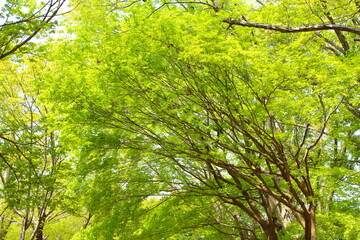 新緑の木々