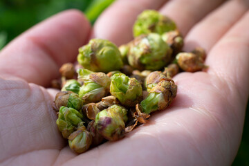 Opened palm with a group of big bad damaged buds of young leaves because of cecidophyopsis ribis.
