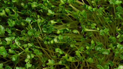 Fototapeta na wymiar Seed sprouts are green. Eco vegan healthy lifestyle bio banner. Green natural background texture.