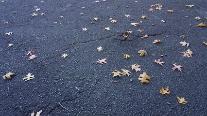 autumn leaves on the asphalt