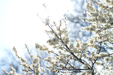 Blooming cherry tree in spring. Branch with white flowers in sunlight background