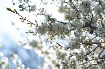 Blooming cherry tree in spring. Branch with white flowers in sunlight background