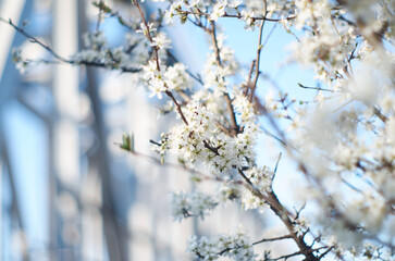 Blooming cherry tree in spring. Branch with white flowers background