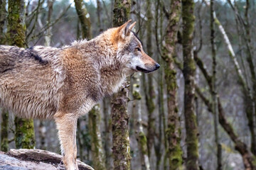Close up of an adult wolve roaming in the forest