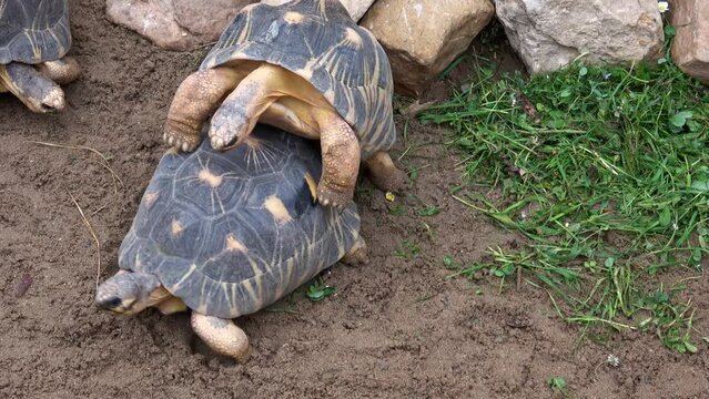 Two turtles copulating. Madakascar tortoise (Pyxis arachnoides)