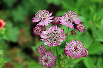 Pink masterwort flowers in close up