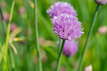 flower ball from an onionplant