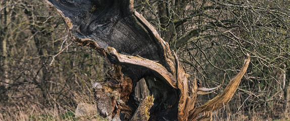 A SITE OF FIRE - Trunk of an old tree after a fire