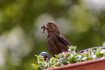 blackbird