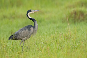 Black-headed heron (Ardea melanocephala) walking at a swamp, Ziwa rhino sanctuary, Uganda, Africa