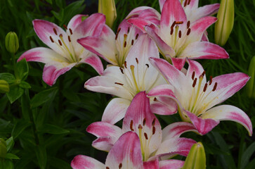 Beautiful flowers lily. Lilium. Large flowers in a pleasant smell
