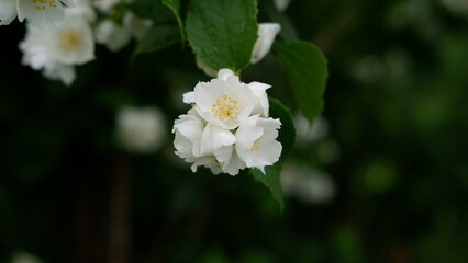 Beautiful white jasmine flowers on a green bush in the garden