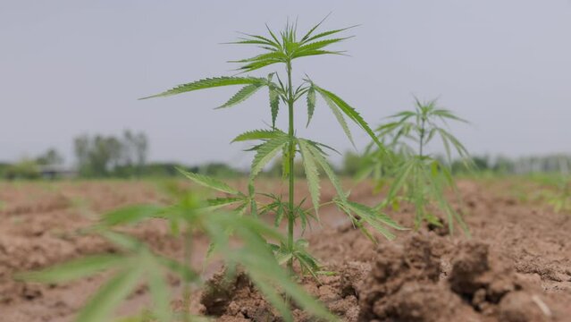 Young industrial hemp plant growing in farm for CBD oil and hemp seed oil extract