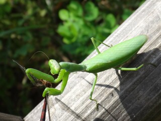 Green mantis preying on a dragonfly
