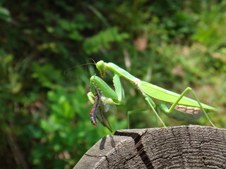 Green mantis preying on a dragonfly