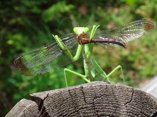 Green mantis preying on a dragonfly