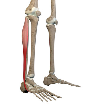 3D Illustration of Fibularis Longus Muscles on White Background