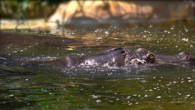 hippopotamus moving its ears and diving in slow motion