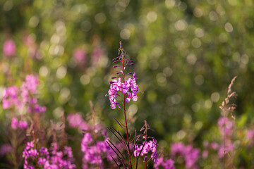 fireweed flower on a green blurred background, bokeh. Chamaenerion angustifolium