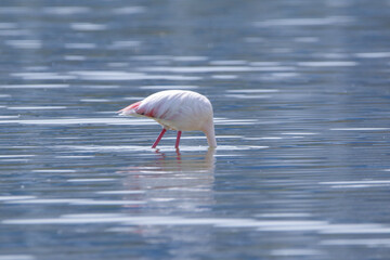 Greater Flamingo