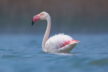 Greater Flamingo