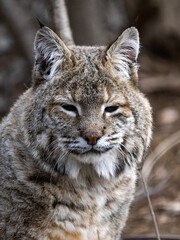 Naklejka na ściany i meble The Scandinavian lynx, Lynx lynx lynx, stands staring at the sun.