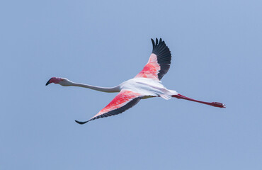Greater Flamingo