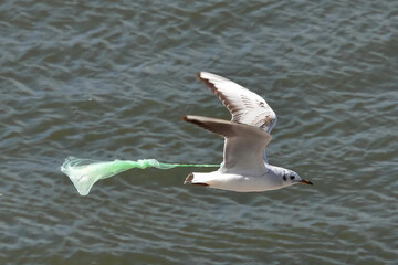 Seagull with nylon bag  attached to the wing