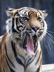 The female Sumatran Tiger, Panthera tigris sumatrae, stretches her jaw ligaments by yawning.
