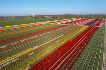 Colorfull Dutch tulip field on a sunny day 