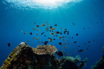 Fototapeta na wymiar The famous Liberty ship wreck - underwater world of Tulamben, Bali, Indonesia.