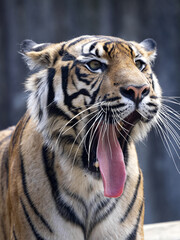 The female Sumatran Tiger, Panthera tigris sumatrae, stretches her jaw ligaments by yawning.