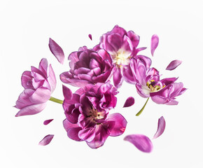 Flying purple tulip blooms and petals at white background. Flowers levitation concept. Springtime. Front view.